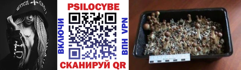 купить наркоту Плавск Галлюциногенные грибы Psilocybine cubensis